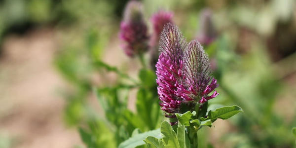 Red feather clover
