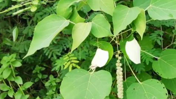 Snake jasmine (Rhinacanthus nasutus) profile
