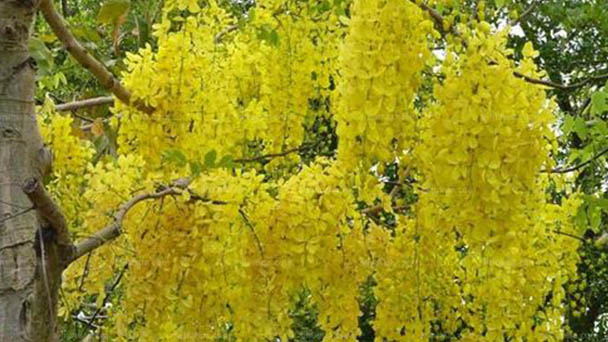 50 Golden Shower tree seed RARE jaune fleur Cassia Fistule Tropical arbre D605