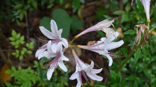 Resurrection Lily (Surprise Lily) Profile: Info, Care & Growing Guide