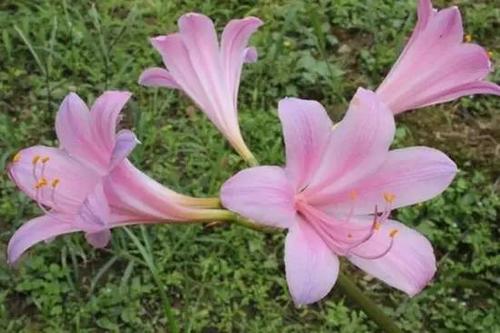 Resurrection lilies