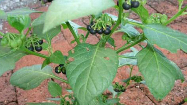 Black nightshade (Solanum nigrum) profile
