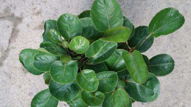 Balfouriana Aralia (Polyscias Balfouriana) Profile: Plant Info & Care Guide