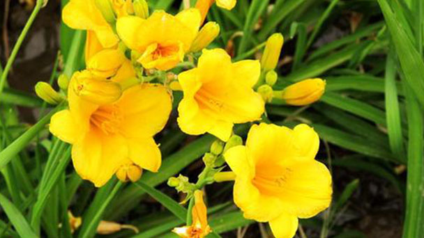 Daylily info: how to grow and care for day lily
