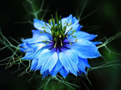 Love-in-a-mist 