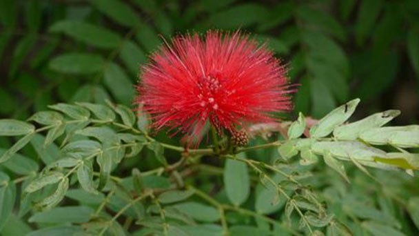 Red powder puff (Calliandra haematocephala) profile