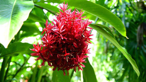 Scarlet ginger lily (Hedychium coccineum) profile