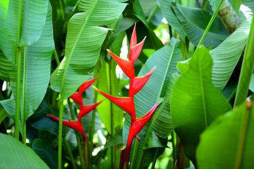 Scarlet ginger lily
