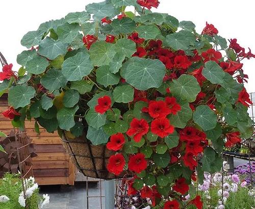 10 best flowers for hanging baskets