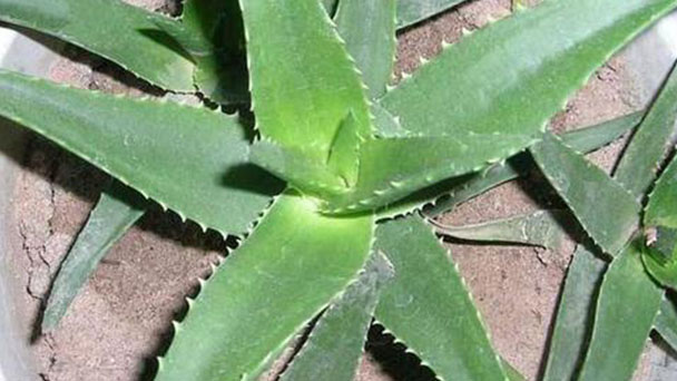 Aloe Arborescens ( Krantz Aloe) Profile