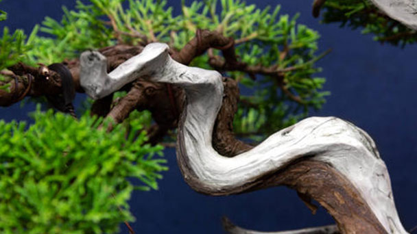 Chinese juniper (Juniperus chinensis) profile