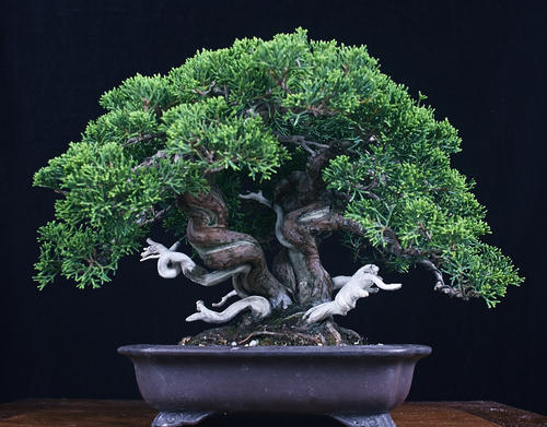 Chinese juniper