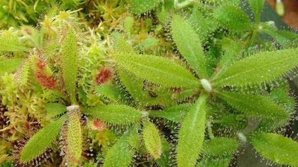Drosera Adelae (Lance-Leaf Sundew) Profile