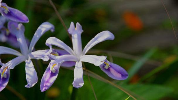 Iris speculatrix profile