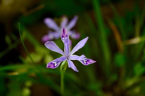 Iris Speculatrix
