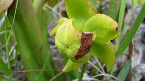 Sarracenia minor (hooded pitcher plant) profile