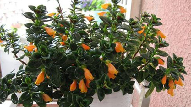 Firecracker vine (Ipomoea lobata) profile