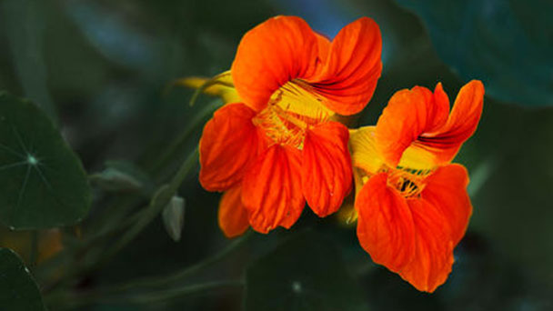 Autumn Flower - Nasturtium