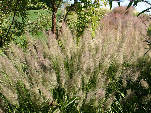 Feather reed grass