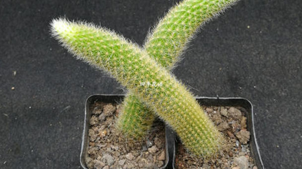 Monkey Tail Cactus Profile: Plant Info, Care & Propagation Guide Care