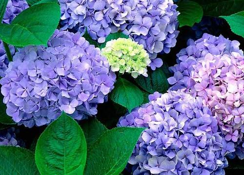 8 best flowers for shade