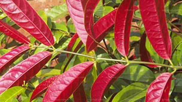 How to grow and care for Chinese croton