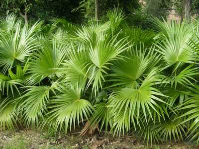 care for Chinese fan palm