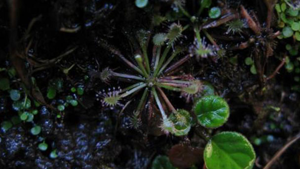 Drosera peltata (shield sundew) profile