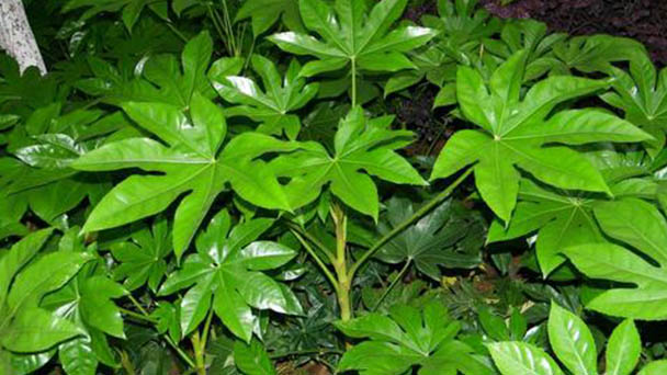 How to Grow and Care for Japanese Aralia