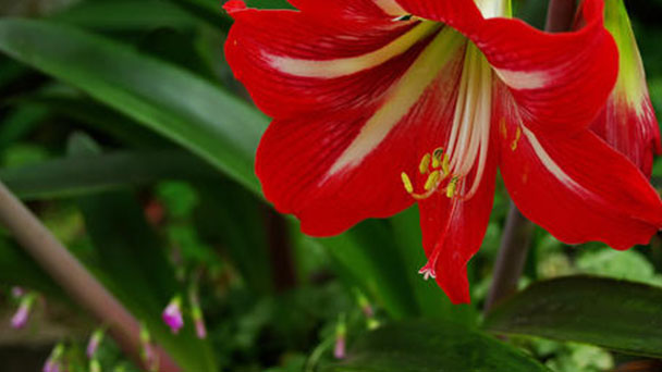 How to grow and care for Amaryllis (Hippeastrum)