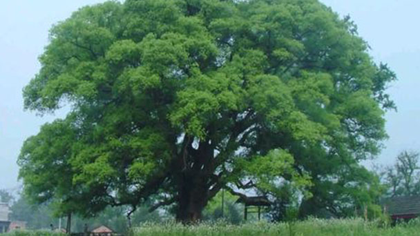Camphor tree (Cinnamomum camphora) profile