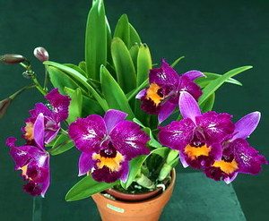 care for Cattleya Orchid