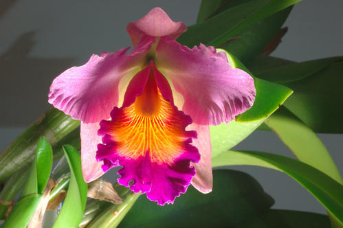 care for Cattleya Orchid