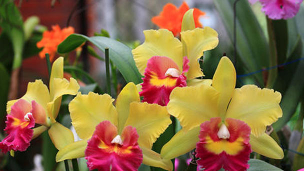 How to grow and care for Cattleya orchid