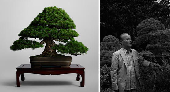 60×Bonsai Japanese White Pine Samen Pinus Parviflora-Grünpflanzen-Baum HOT Q2K5 