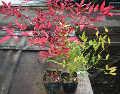 How to grow and care for Nandina (heavenly bamboo)