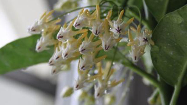 Hoya Shooting Star Plant (Hoya Multiflora) Profile