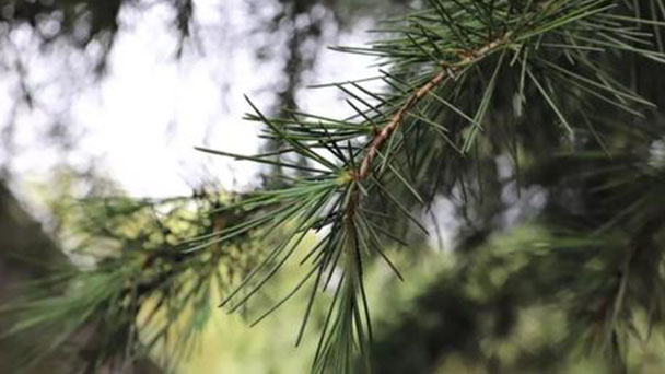 Deodar Cedar (Cedrus deodara) Profile
