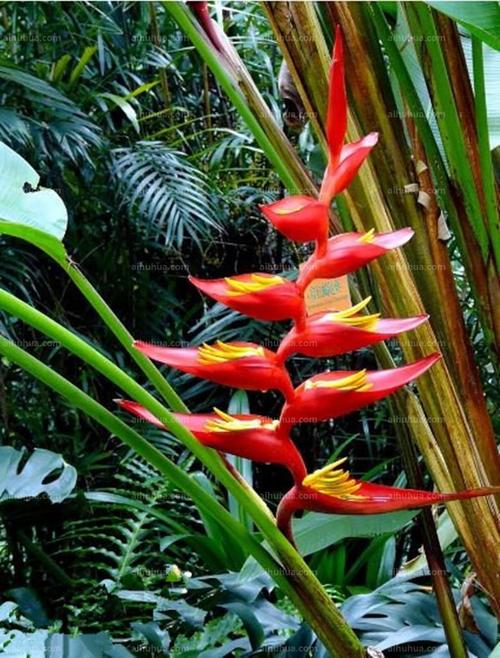 care for Heliconia