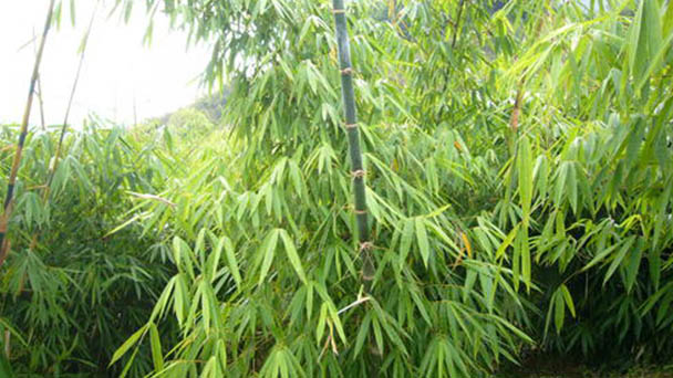 Giant bamboo (Dendrocalamus giganteus) profile
