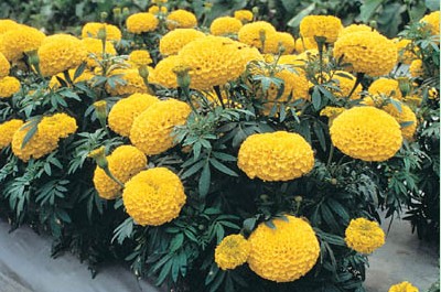 Autumn Flower - Marigold