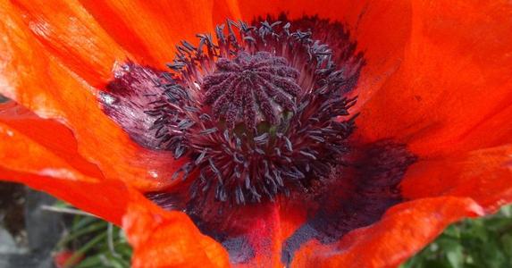How to grow and care for oriental poppy (papaver orientale)