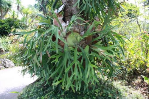 care for staghorn fern
