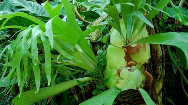 How to Grow and Care for Staghorn Fern