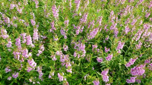 How to Grow and Care for Angelonia
