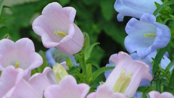 Canterbury bells (cups and saucers) profile