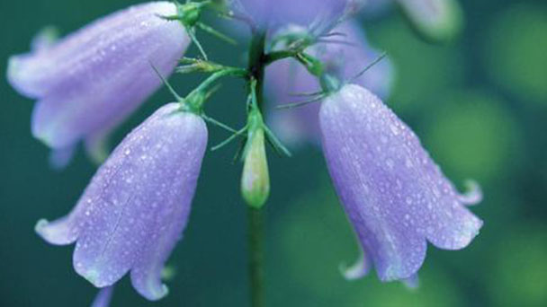 How to grow and care for Canterbury bells