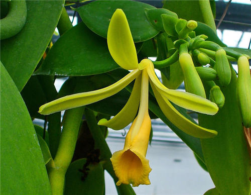 Vanilla Bean Orchid 