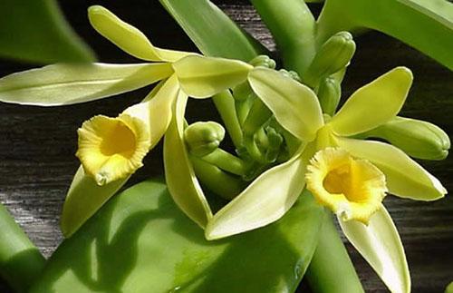 vanilla bean orchid care
