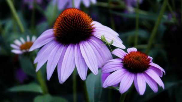 How to grow and care for purple coneflower
